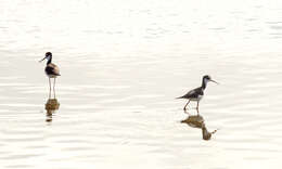 Image of Black-necked Stilt