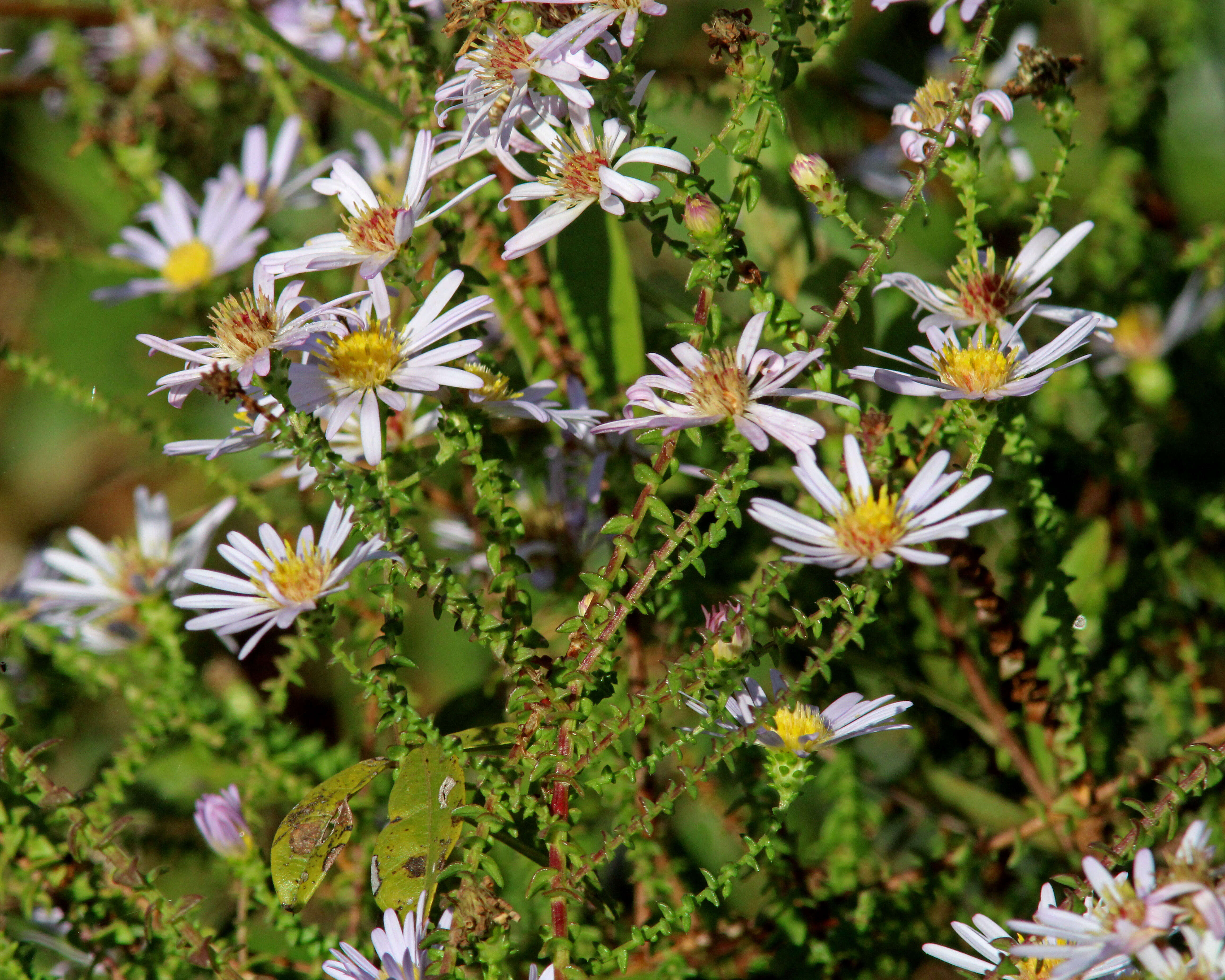 Image of Walter's aster