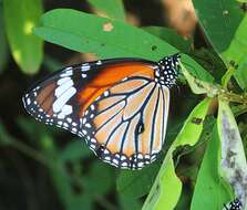 Sivun Danaus (Anosia) genutia Cramer 1779 kuva