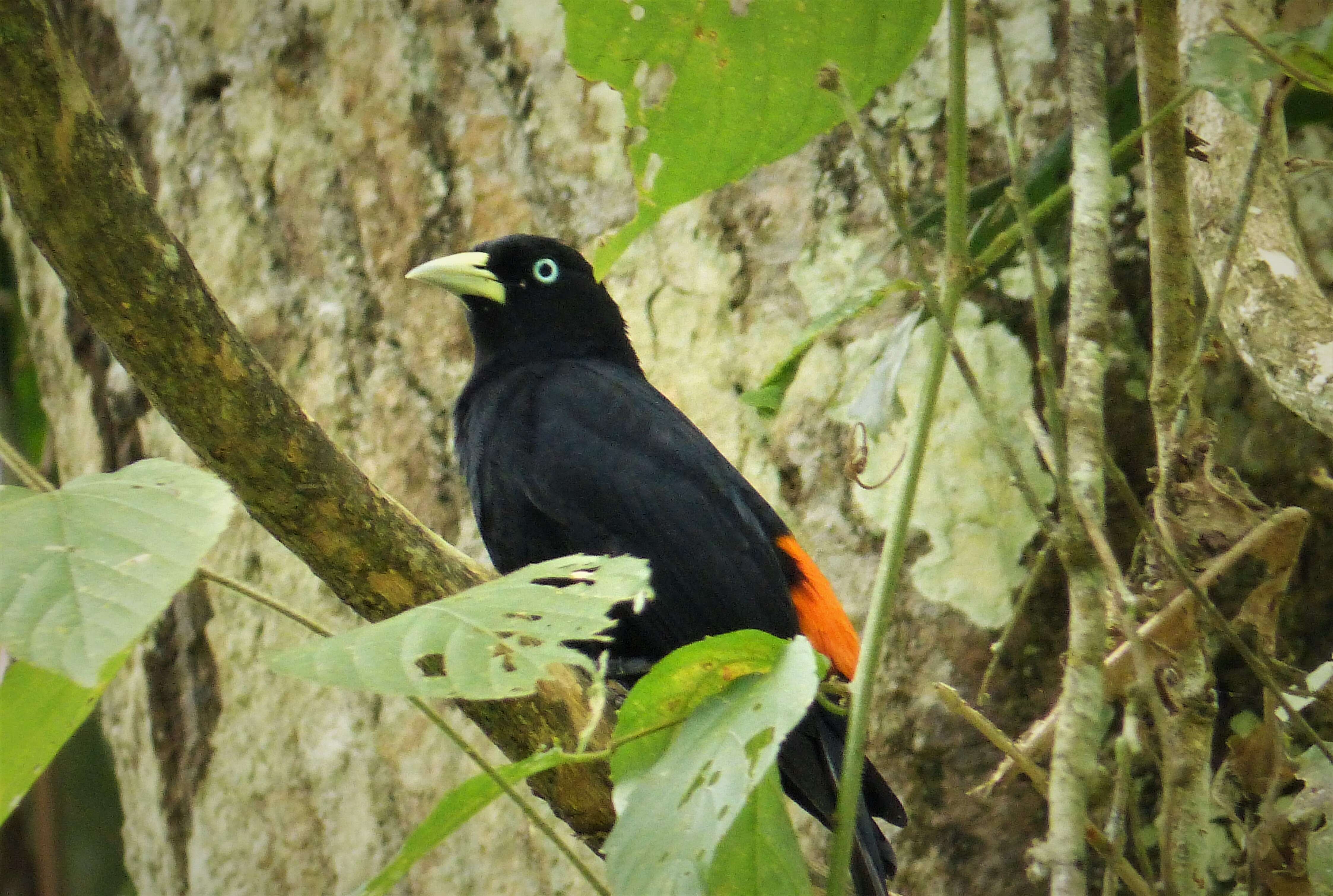 Image of Red-rumped Cacique