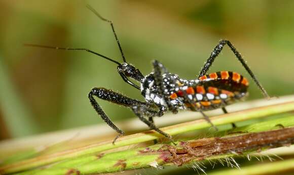 Image of Rhynocoris albopunctatus (Stål 1855)