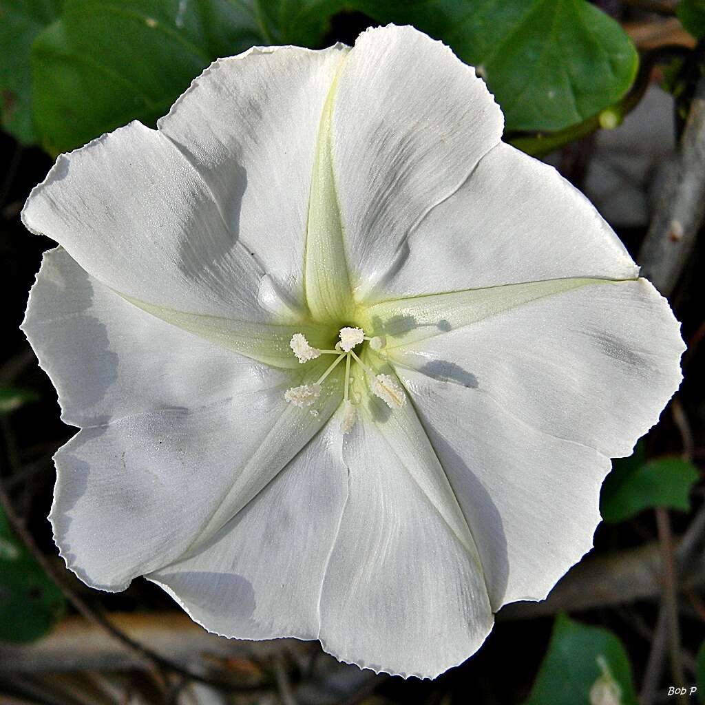 Image of Moonflower or moon vine