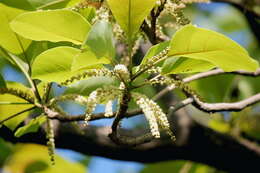 Image de Terminalia bellirica (Gaertn.) Roxb.