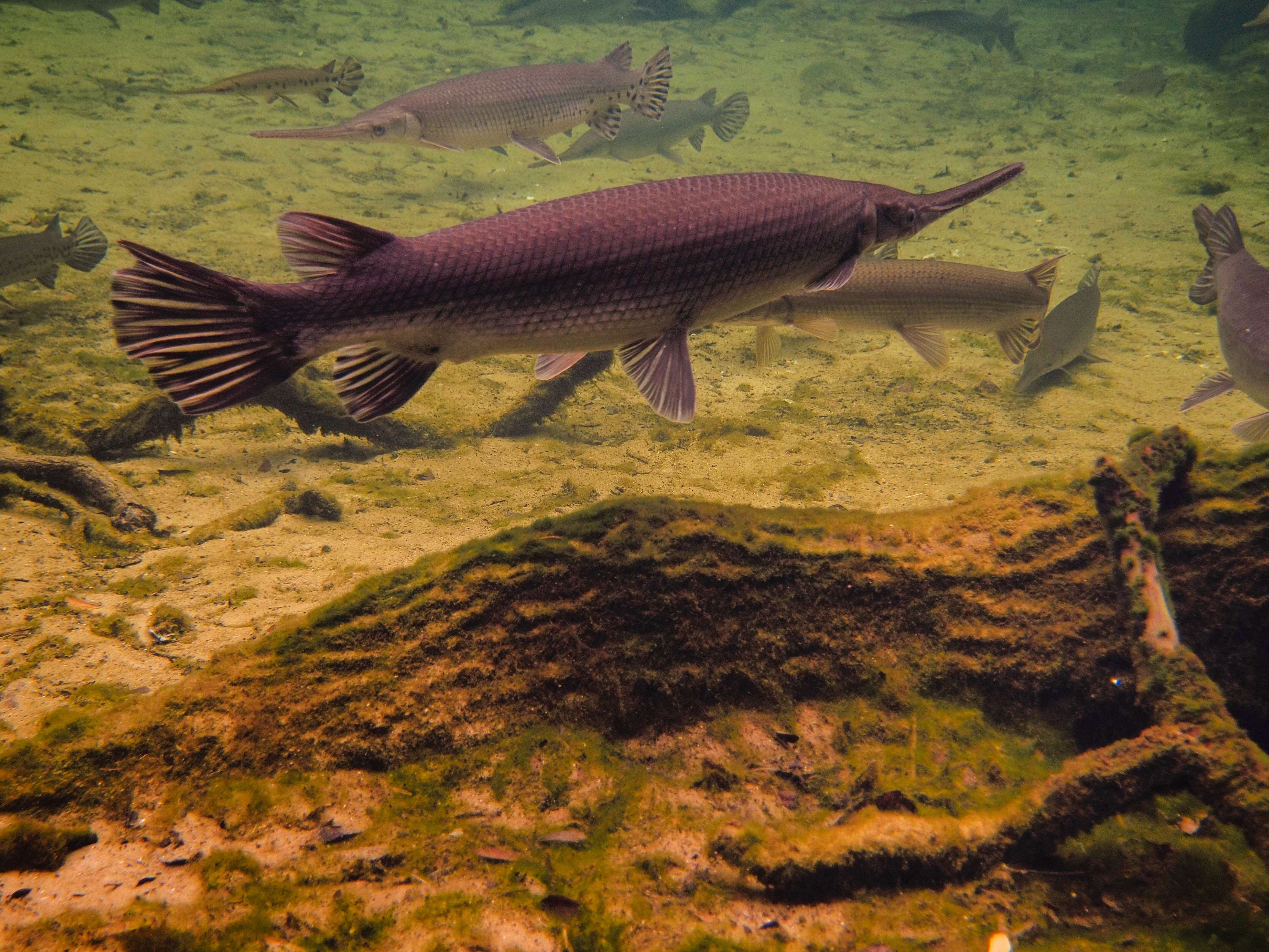 Image of Longnose Gar