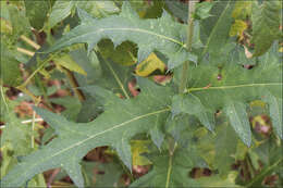 Image of tall globethistle