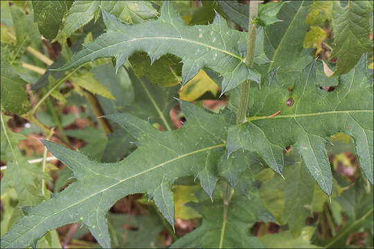 Image of tall globethistle