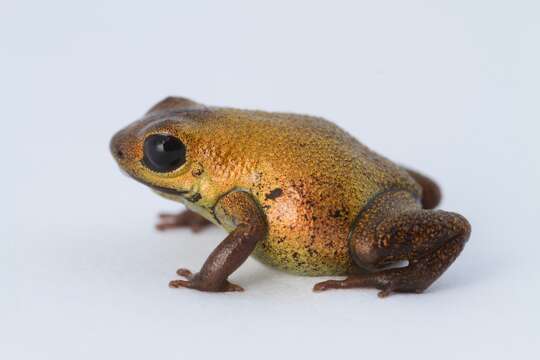 Image of Poison dart frog