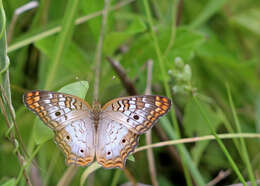 Image of White Peacock