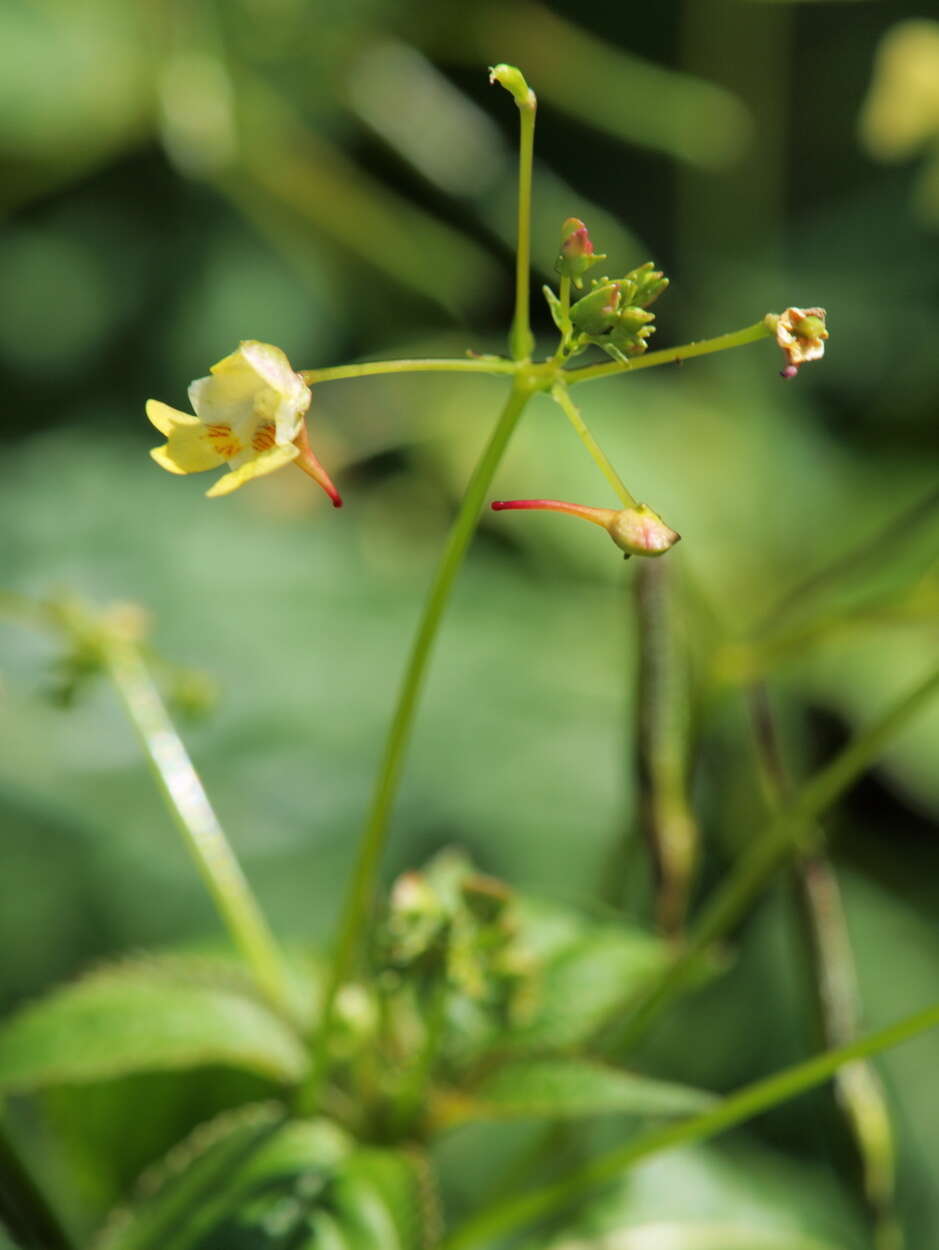 Impatiens parviflora DC. resmi