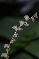 Stelis argentata Lindl.的圖片