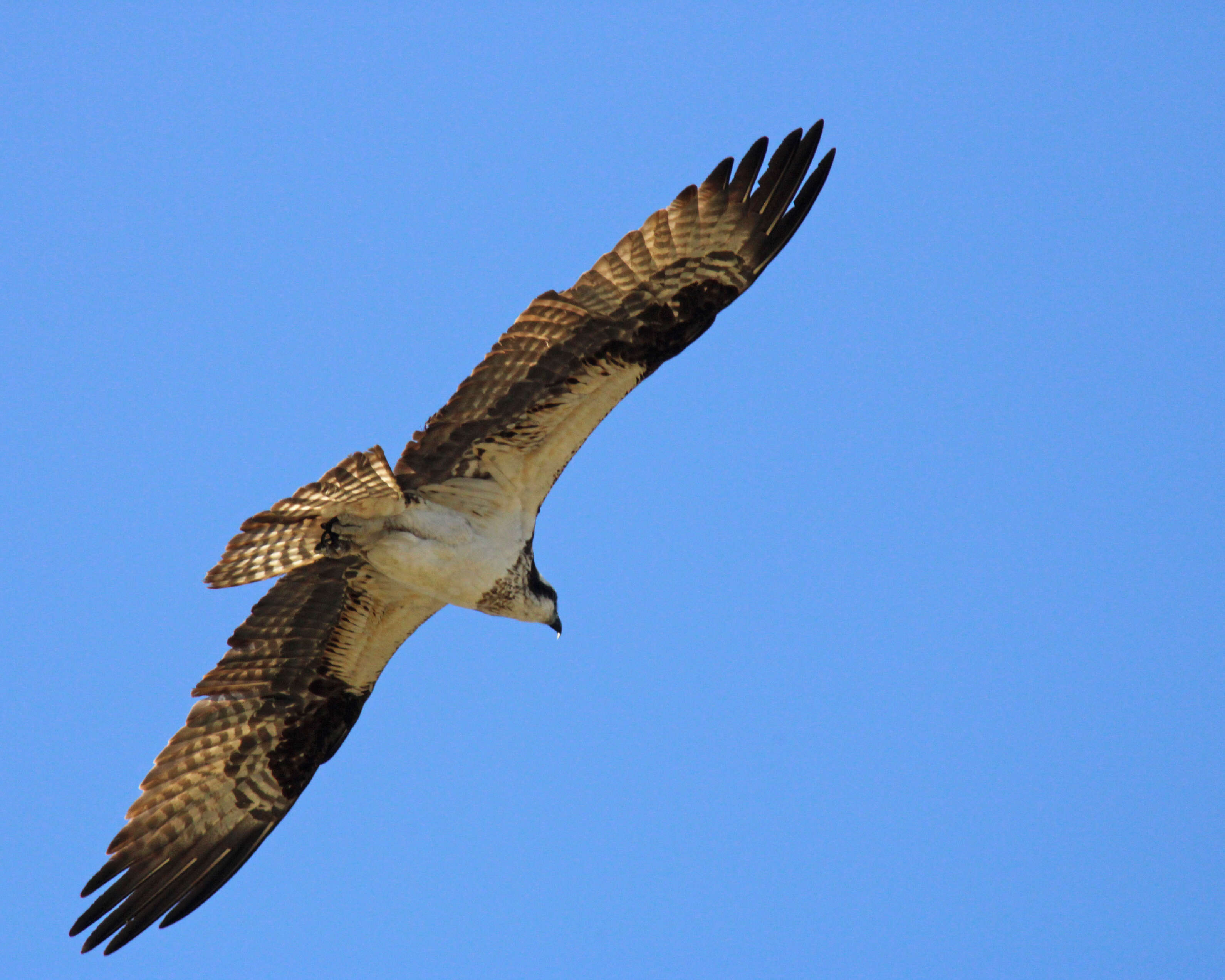 Image of ospreys