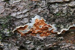 Image de Polypore taxicole