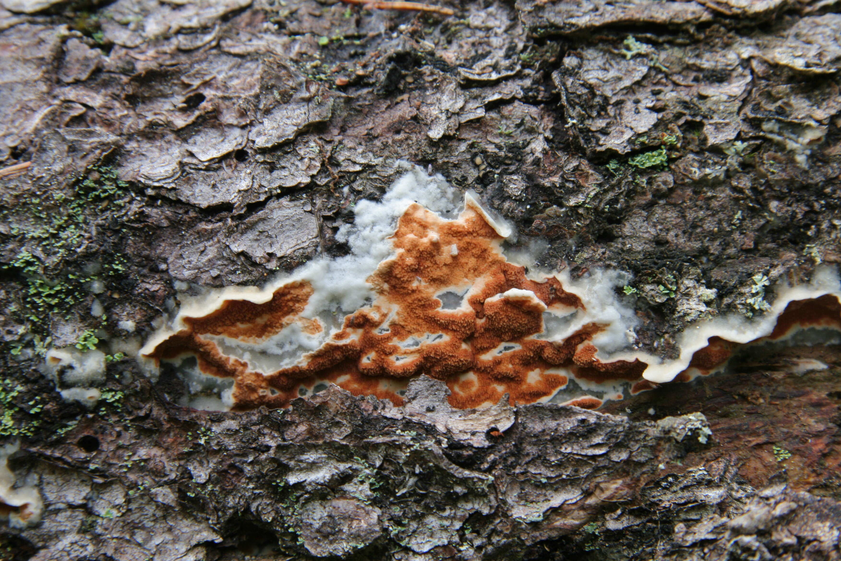 Image de Polypore taxicole