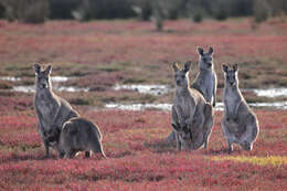 Image of Eastern Gray Kangaroo