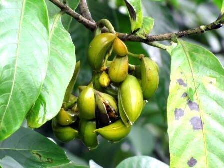 Image de Tabernaemontana alternifolia L.