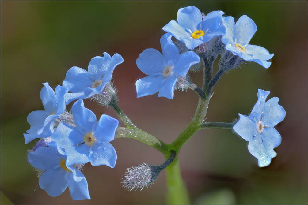 Image of Alpine forget-me-not