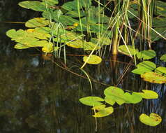 Image of Yellow Water-lily