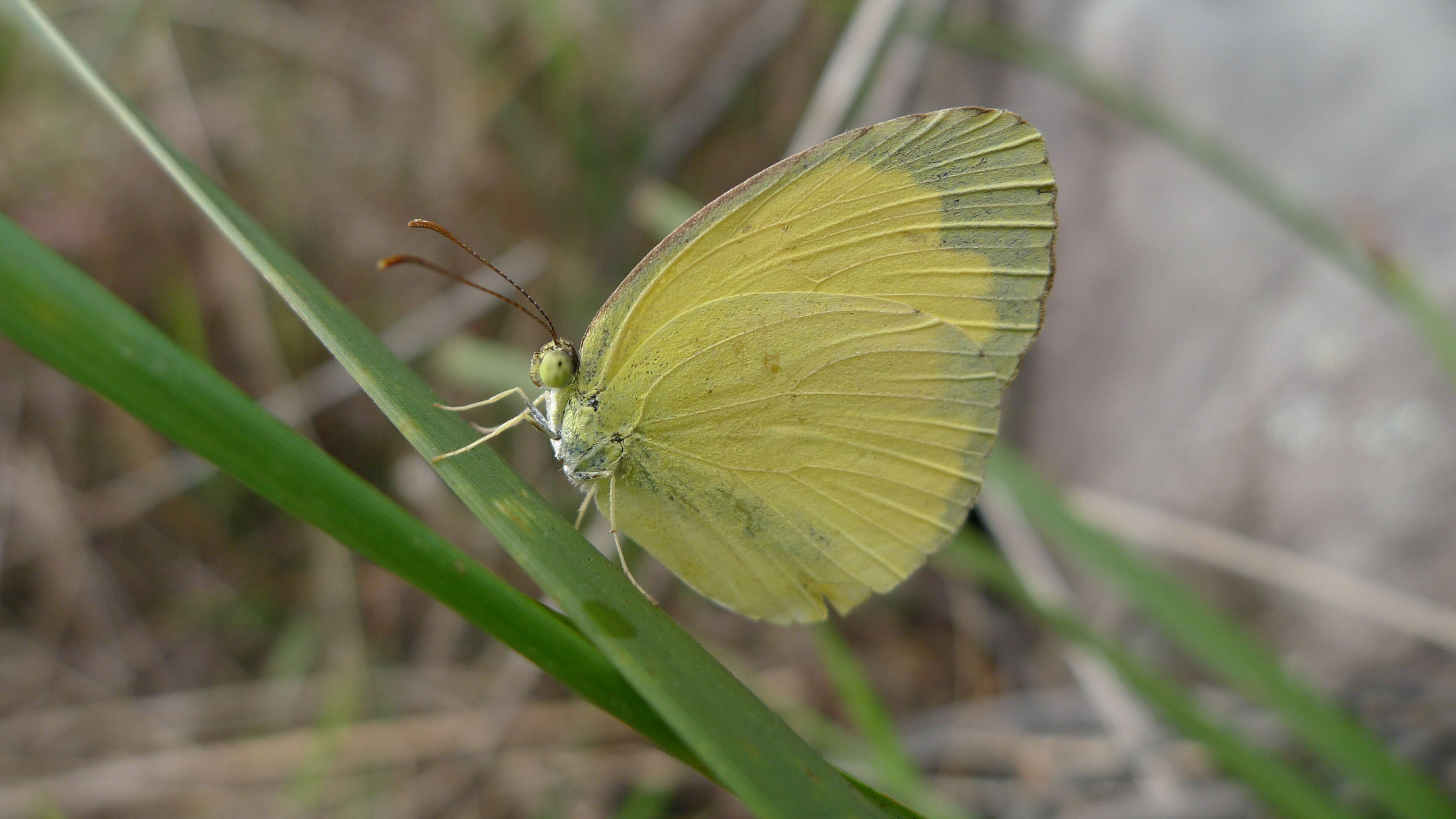 Image de Eurema hecabe (Linnaeus 1758)