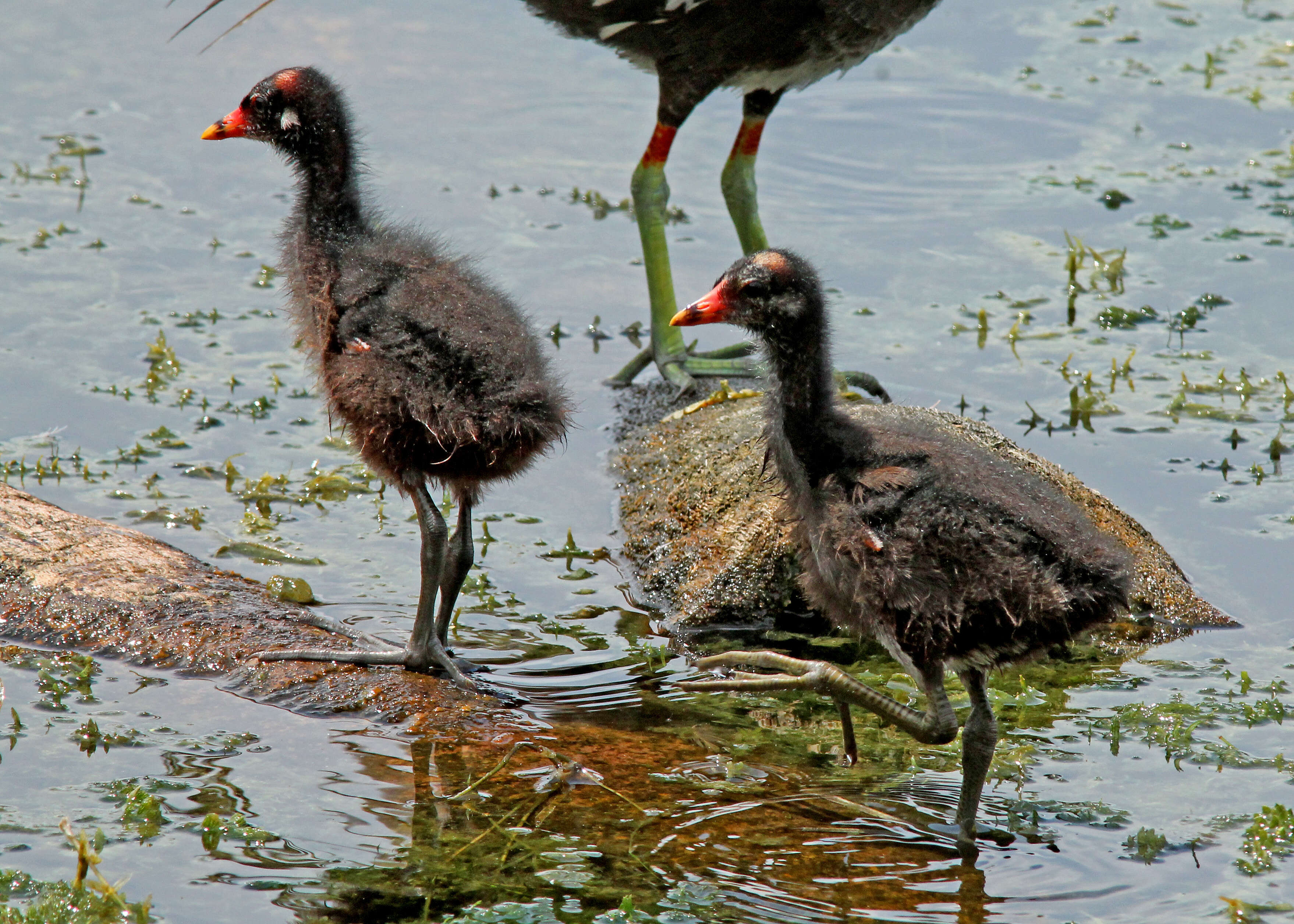 Image of Common Gallinule