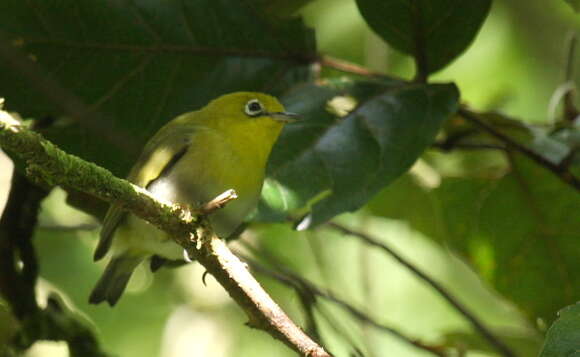 Image of Fiji White-eye