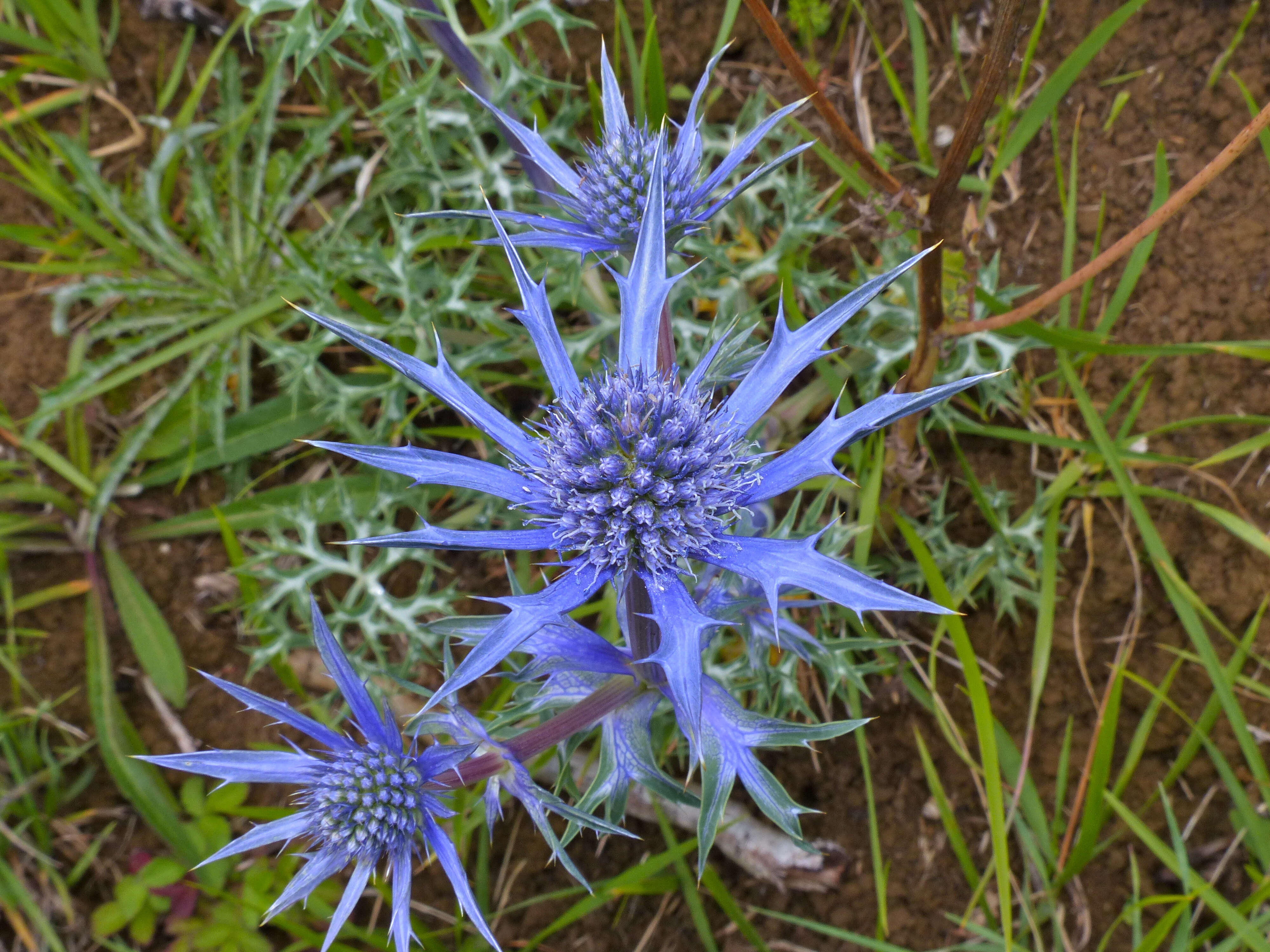 Imagem de Eryngium planum L.