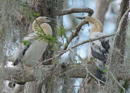 Image de Anhinga d'Amérique