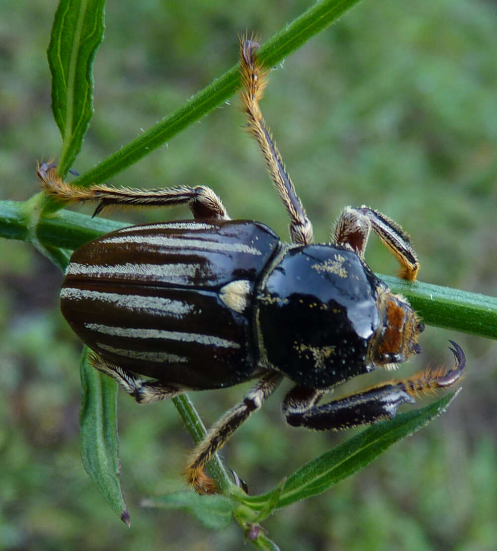 Image of <i>Ancistrosoma klugii</i> Curtis 1835