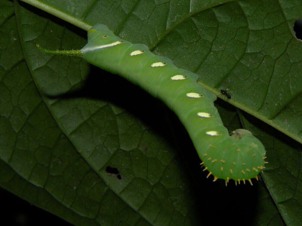 Image of Aegiphila panamensis Moldenke