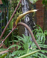 Image of Anthurium bogotense Schott