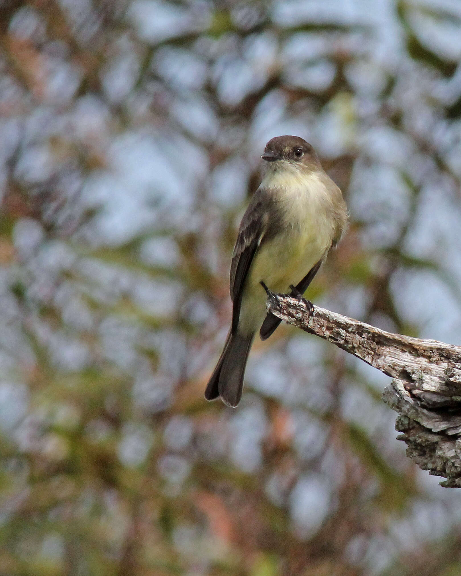 Image of Eastern Phoebe