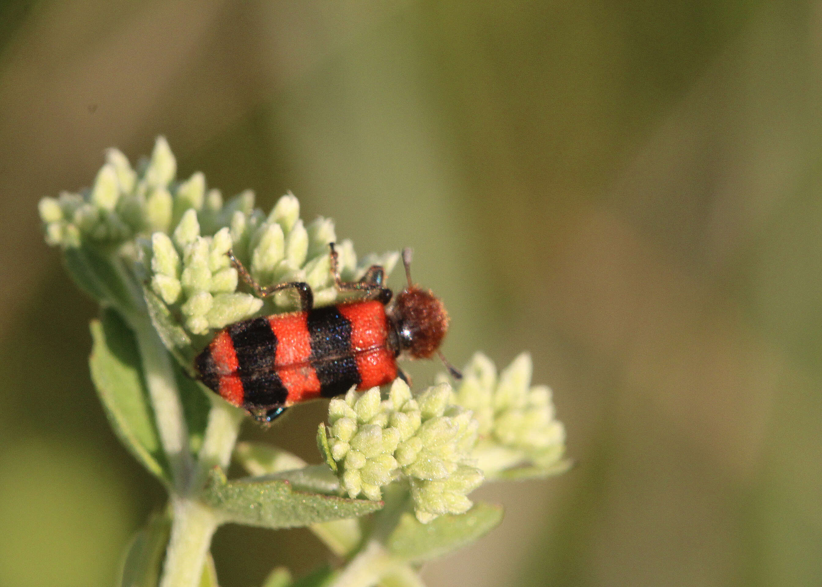 Image of Trichodes apivorus Germar 1824