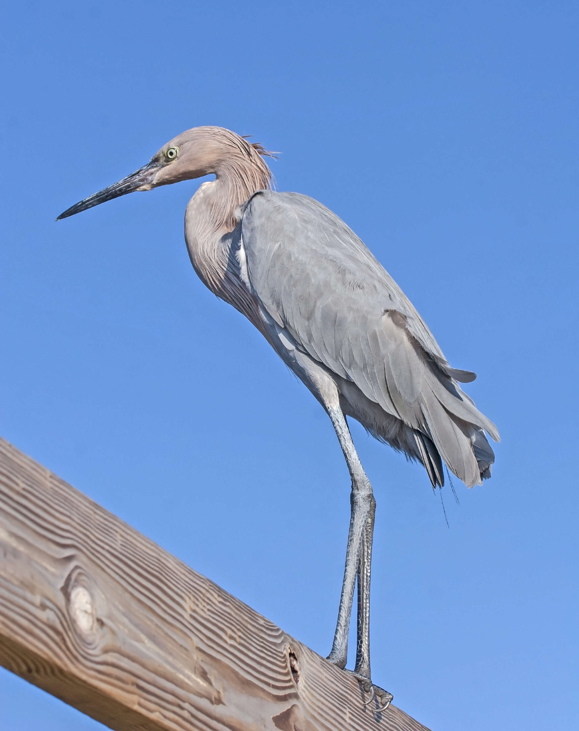 Image de Aigrette roussâtre