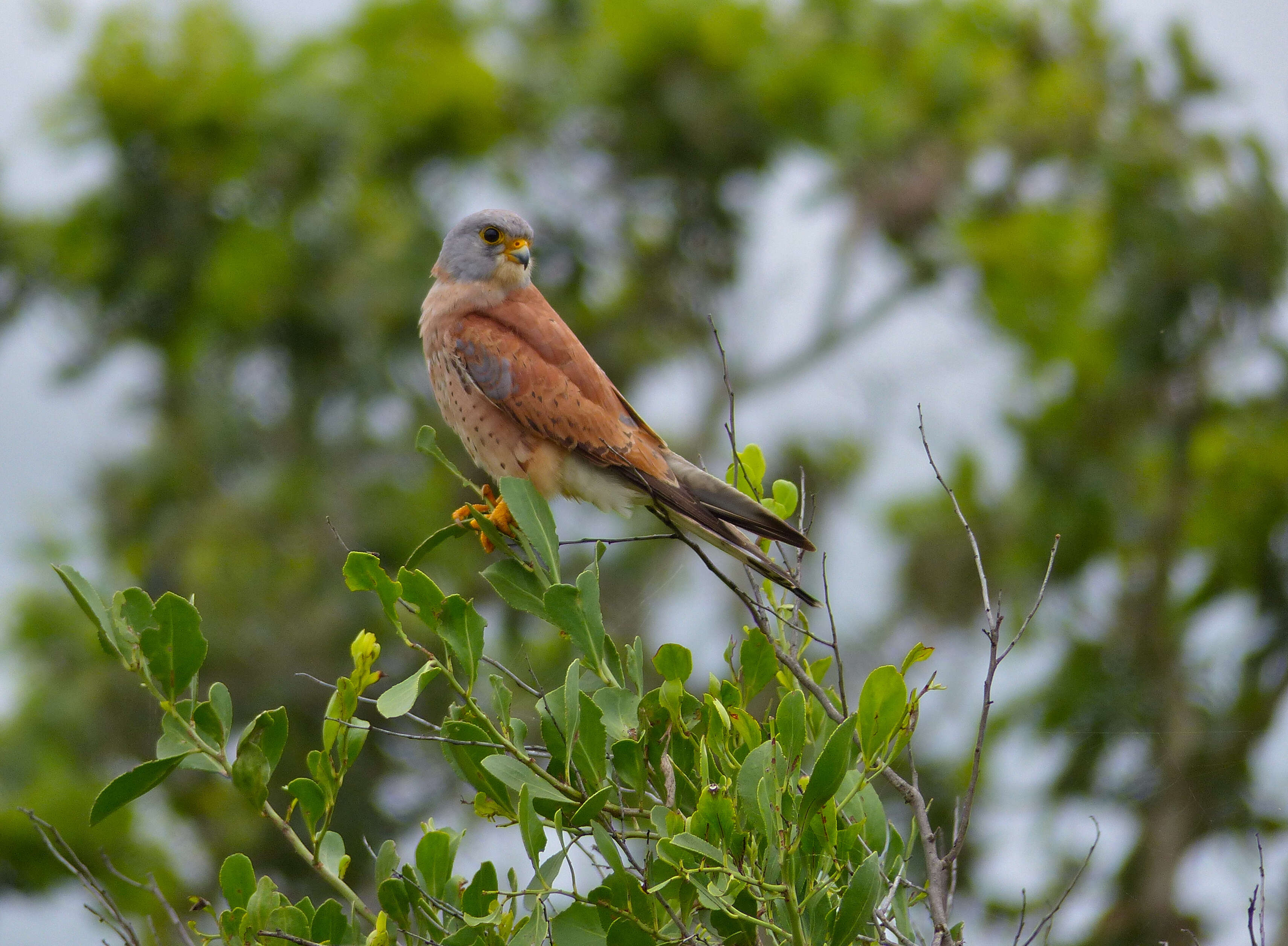 Image of Lesser Kestrel