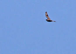 Image of Common Nighthawk