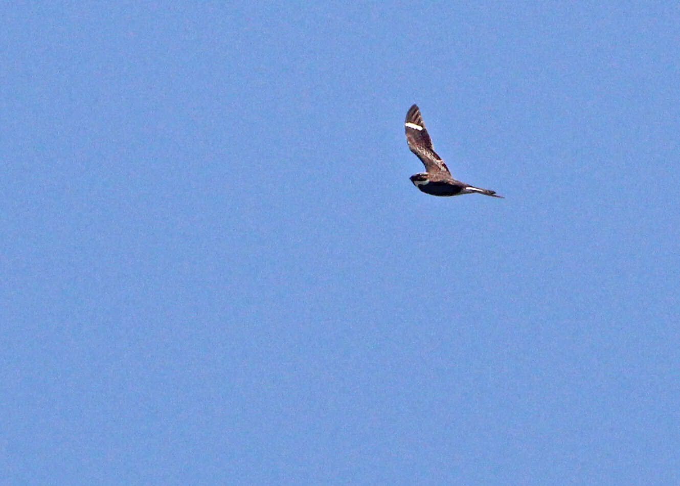 Image of Common Nighthawk