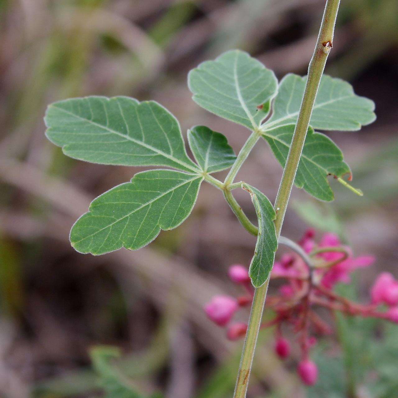 Image de Serjania velutina Cambess.