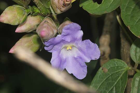 Image of Strobilanthes zeylanica T. Anders.