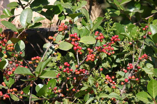 Image of Gymnosporia wightiana (Babu) R. S. Rao