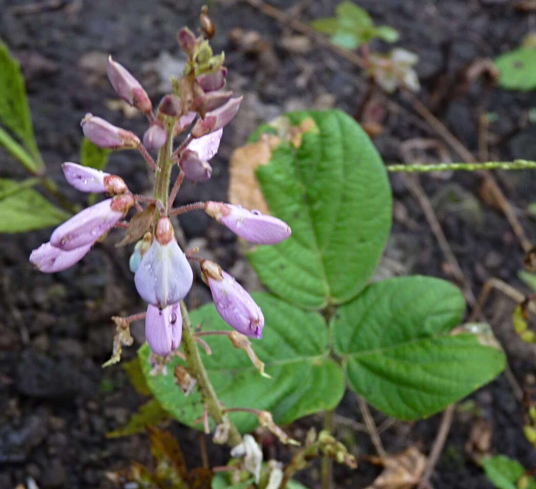 Imagem de Desmodium incanum DC.