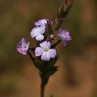 Image of Buchnera rosea Kunth