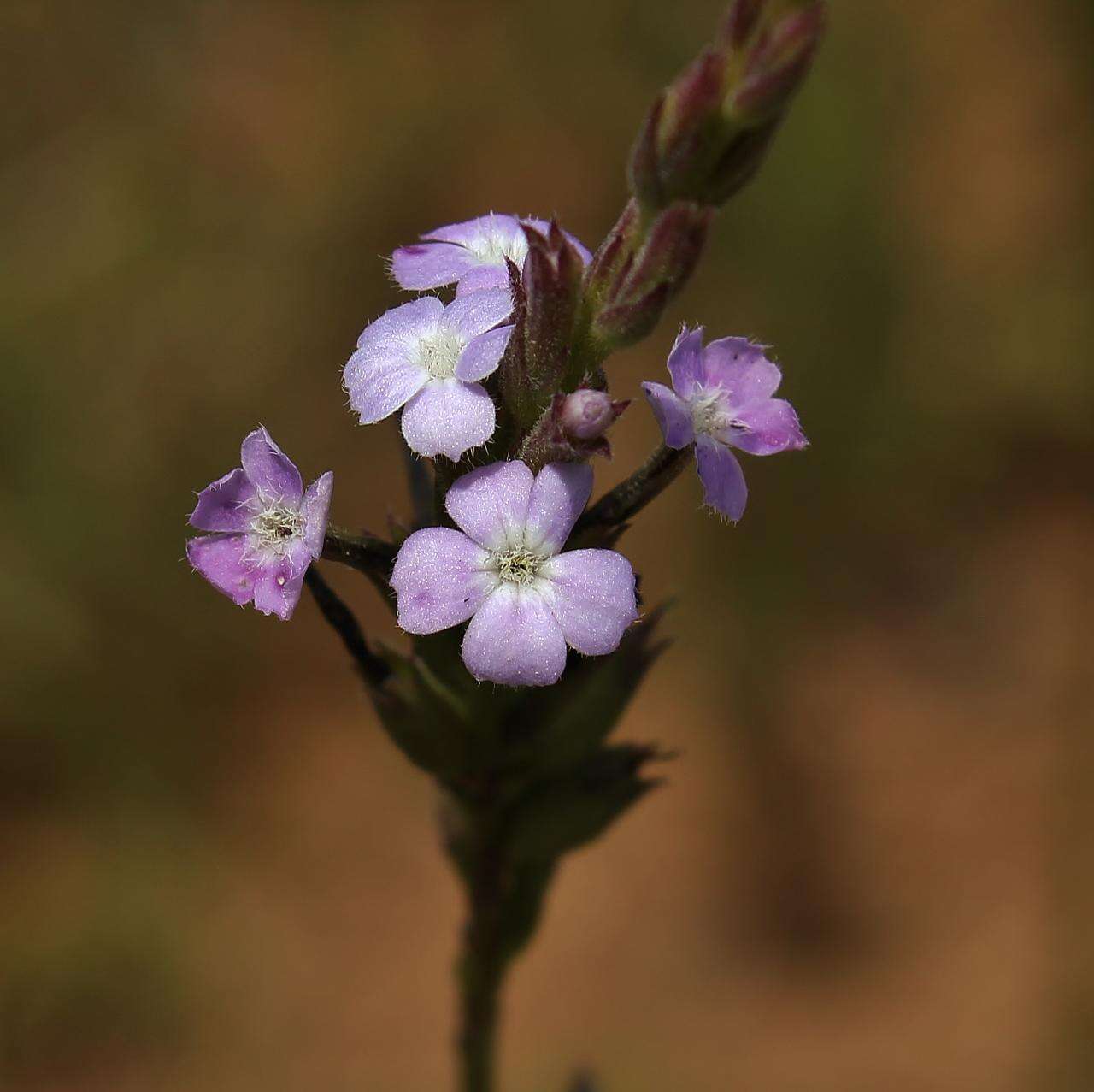 Image of Buchnera rosea Kunth