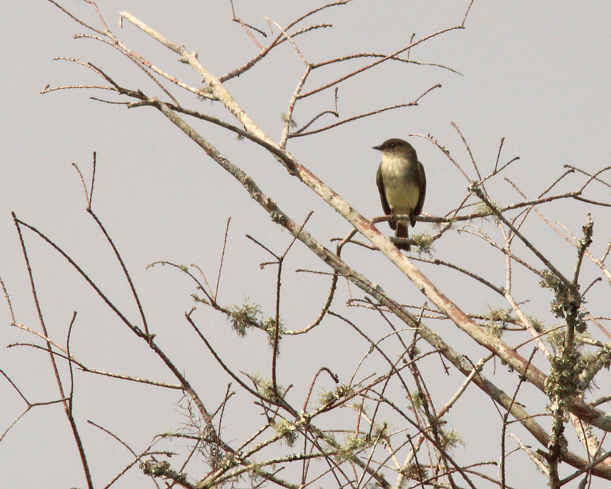 Image of Eastern Phoebe