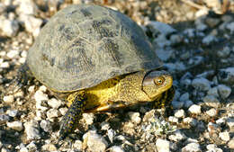 Image of European Pond Turtle