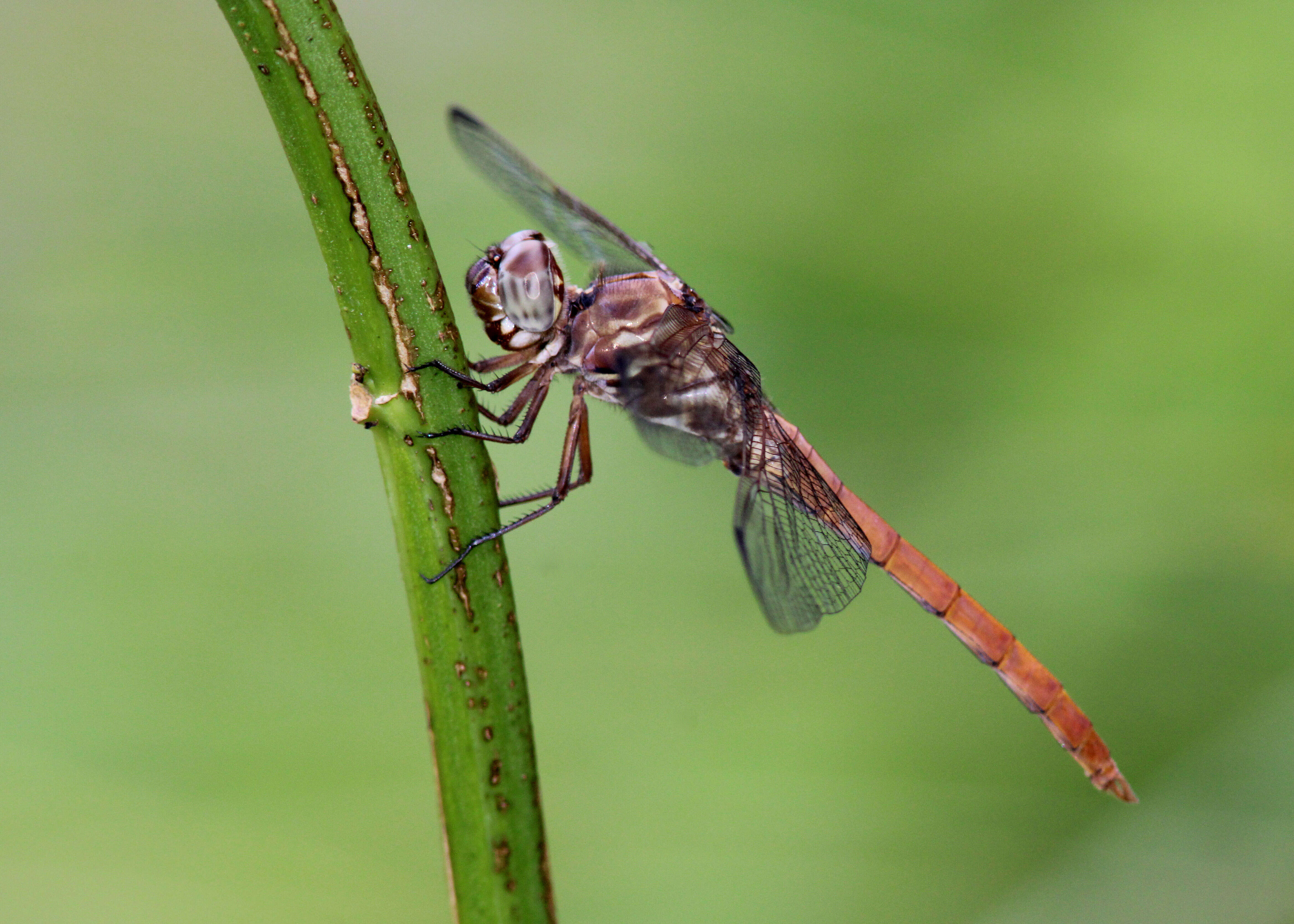 Image of Roseate Skimmer