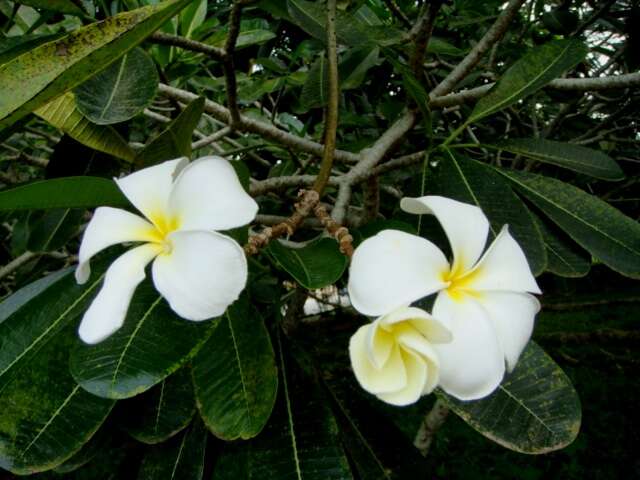 Image de Plumeria obtusa L.