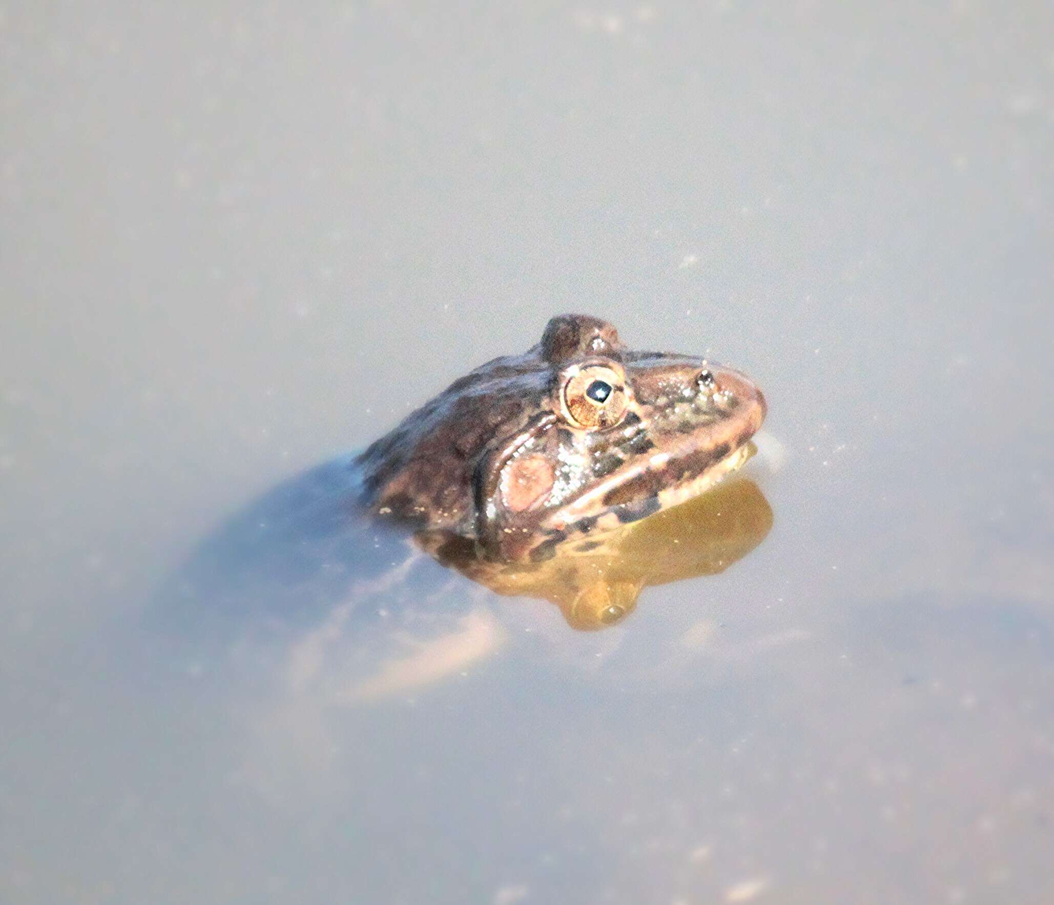 Image of Bull Frog