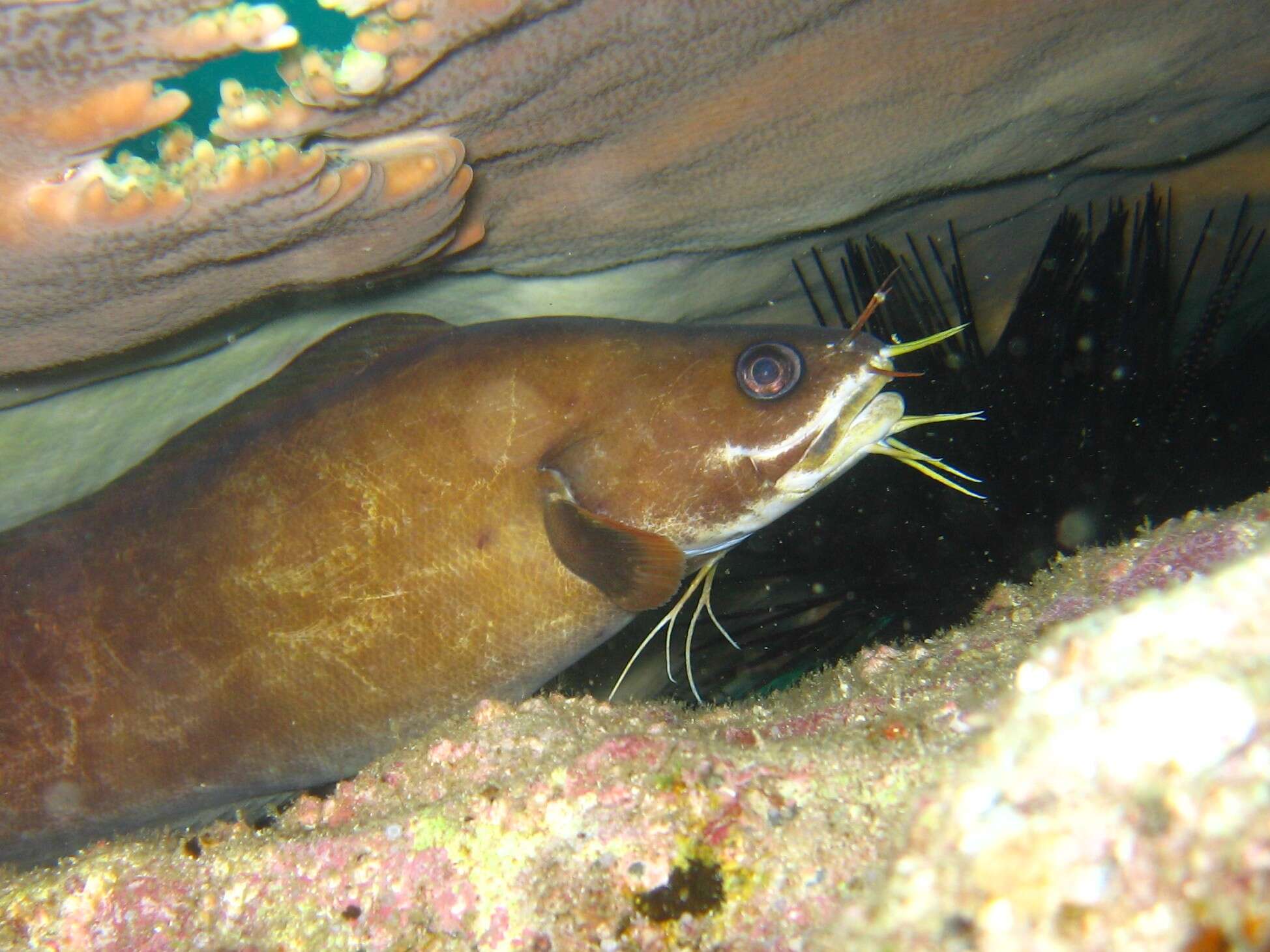 多鬚鼬魚的圖片