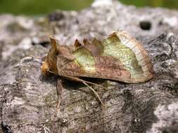 Image of burnished brass