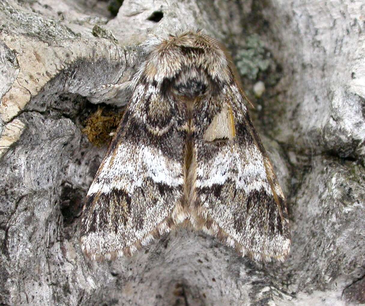 Image of Drymonia dodonaea Hübner 1800