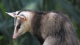 Image of White-eared Opossum